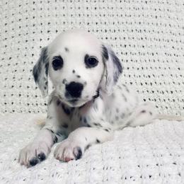 Dalmatian puppies from Spotted Jewels Dalmatians