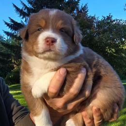 Tandy - Red tri-color female Australian Shepherd puppy in Spencerville, Ohio from Awesome Wigglin Aussies