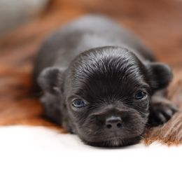 Gray - Black male Chihuahua puppy in Tulsa, Oklahoma from H-3 Chihuahuas