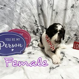 Poodle Puppies from The Poodle Boutique