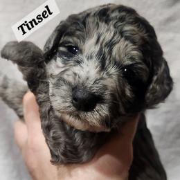 Tinsel - Blue merle female Aussiedoodle puppy in Powder Springs, Georgia from My Classy Doodles