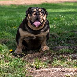 Bear - Black tri-color male Bulldog puppy in Amarillo, Texas from Bomb City Bulldogs