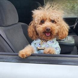 Dutton - Poodle
