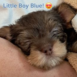 Little Boy Blue - Chocolate, tan and white male Yorkshire Terrier puppy in Hot Springs, Arkansas from Loving Laps (Yorkies raised right )