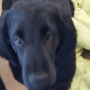 Poppyseed - Black Flat-Coated Retriever puppy in Stillwater, Minnesota from Whirlwind Flat-Coated Retrievers