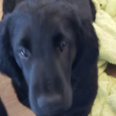 Poppyseed - Black Flat-Coated Retriever puppy in Stillwater, Minnesota from Whirlwind Flat-Coated Retrievers