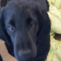 Poppyseed - Black Flat-Coated Retriever puppy in Stillwater, Minnesota from Whirlwind Flat-Coated Retrievers