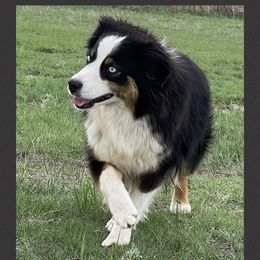Sis - Miniature Australian Shepherd