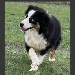 Sis - Miniature Australian Shepherd