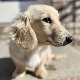Sunny - Dachshund