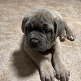 Cane Corso Puppies from Blue river kennels