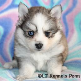 Carrot - Gray and white male Pomsky puppy in Centerville, Iowa from LJ Kennels Pomskies, LLC
