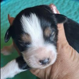 Oliver - Black tri male Miniature Australian Shepherd puppy in Copperas Cove, Texas from Aussies Acre