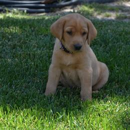 Purple Collar - Yellow Labrador Retriever puppy in Sandy, Utah from Kristen's Labs
