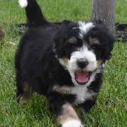 Grey Collar Boy - Tri-color male Bernedoodle puppy in Ogden, Utah from Salty Point Doodles