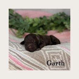 Garth - Chocolate male Australian Labradoodle puppy in Gladstone, Oregon from Beaver State Labradoodles