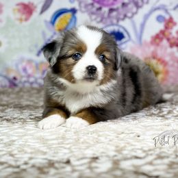 Miniature Australian Shepherd and Toy Australian Shepherd Puppies from Pistol Paws Aussies