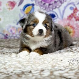 Miniature Australian Shepherd and Toy Australian Shepherd Puppies from Pistol Paws Aussies