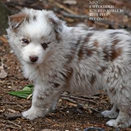 Neo - Red merle male Miniature Australian Shepherd puppy in Patterson, North Carolina from DreamLine Aussies