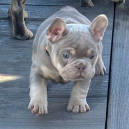 Pumpkin - Tricolors male French Bulldog puppy in South Bend, Indiana from Furever Faithful Frenchies LLC