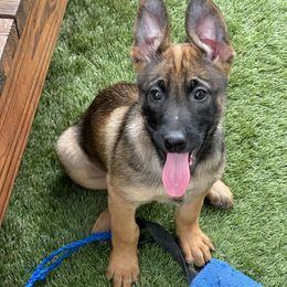 Belgian Malinois and xDutch Shepherds from RGR Malinois