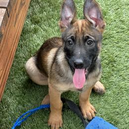 Belgian Malinois and xDutch Shepherds from RGR Malinois