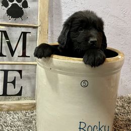Boy 3 - Newfoundland puppy in Tully, New York from Bear Paw Newfoundlands