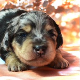 Dachshund Puppies from MyGaDachs