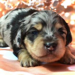 Dachshund Puppies from MyGaDachs