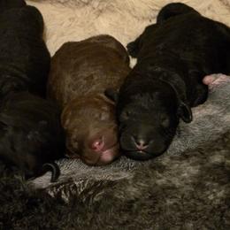 Brown female puppy 2 - Cafe au lait female Poodle puppy in New York from Powder Puff Poodles