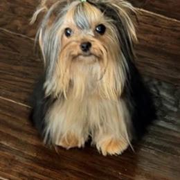 Milo - Black and tan male Yorkshire Terrier puppy in Surprise, Arizona from Enchanted Yorkies