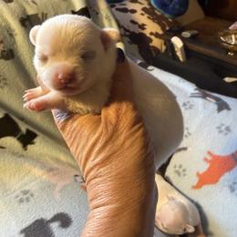 Larry - Cream and white male Chihuahua puppy in Beaumont, Texas from Anastasia’s Tiny Pupps