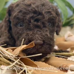 Rebecca - Brown female Poodle puppy in Greenville, North Carolina from Grace Poodles