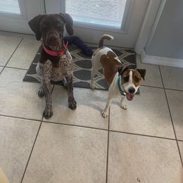 German Shorthaired Pointer and Jack Russell Terrier Puppies from Ivy Creek Kennels