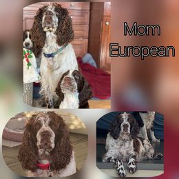 English Springer Spaniels from Hat Trick Springer Spaniels