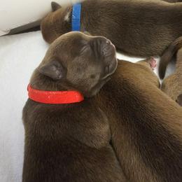 Red Collar - Blue brindle male American Bully puppy in Easton, Maryland from Night Court Bullies