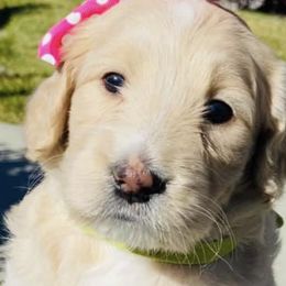 Cavapoos, Goldendoodles, and Poodles from Alpine Poodle and Doodle