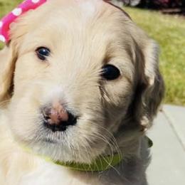 Cavapoos, Goldendoodles, and Poodles from Alpine Poodle and Doodle