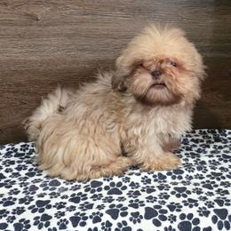 Male 2 - Liver male Shih Tzu puppy in Meadows Of Dan, Virginia from Walt’s Shih Tzus