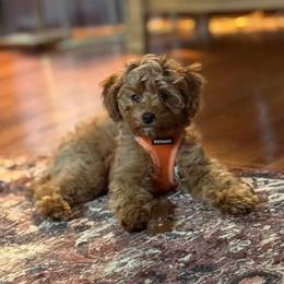 Goldendoodle Puppies from Mini Island Doodles