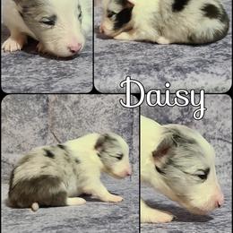 Shetland Sheepdog Puppies from Henotic Homestead's Shetland Sheepdogs