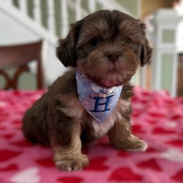 Henry- double chocolate dobi marked - Brown male Shihpoo puppy in Whitehall 18052, Pennsylvania from Lilli’s Shih tzus and Shih poos