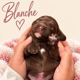 Blanche - Chocolate female Australian Labradoodle puppy in Covington, Louisiana from Cajun Land Doodles