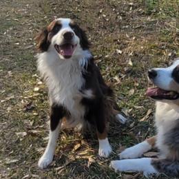 Miniature Australian Shepherds from Seven Legends Aussies
