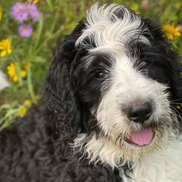 Bernedoodles from Honey B Puppy