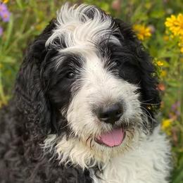 Bernedoodles from Honey B Puppy