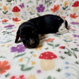 Casanova - Piebald male Dachshund puppy in Nampa, Idaho from 208 Wiener Wiggle Butts LLC