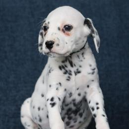 Dark Blue - male Dalmatian puppy in Cottage Grove, Oregon from Hidden Hills Dalmatians