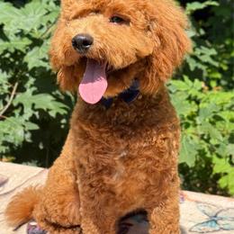 Genetic Clear OFA Parents - Red male Cavapoo puppy in Falmouth, Michigan from Dyer Lake Newfoundland’s