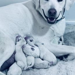 Hulk - Yellow male Labrador Retriever puppy in Herriman, Utah from Rocky Ridges